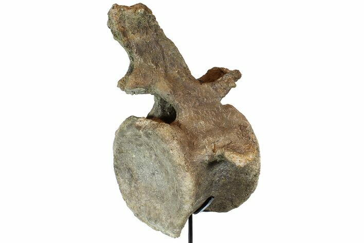 Massive, Camarasaurus Vertebrae With Stand (Special Price) #77948